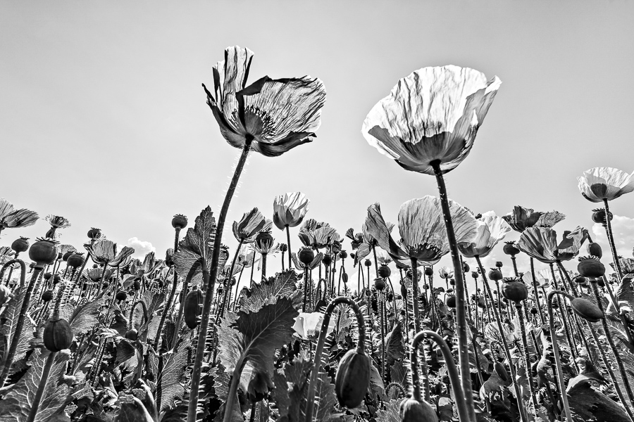 Leopold Meyer - Mohn 1 (27)