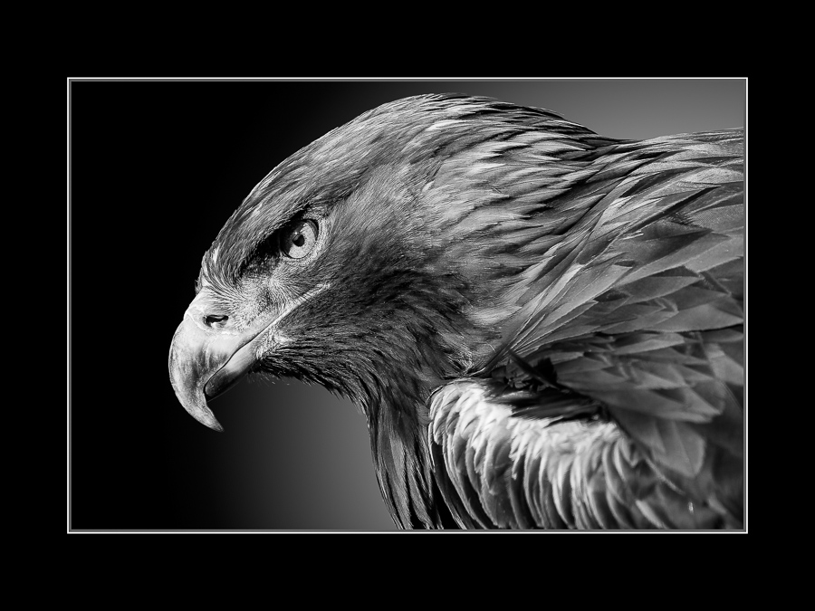 Christoph Reiter - Adler (27)