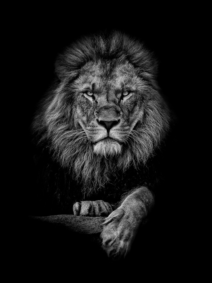 Christoph Reiter - King (28)