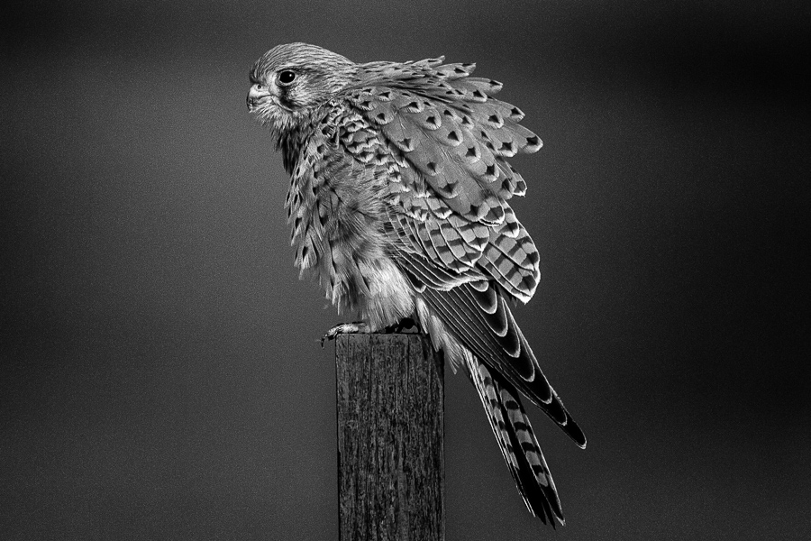 Leopold Wolf - Jungfalke 2 (29)