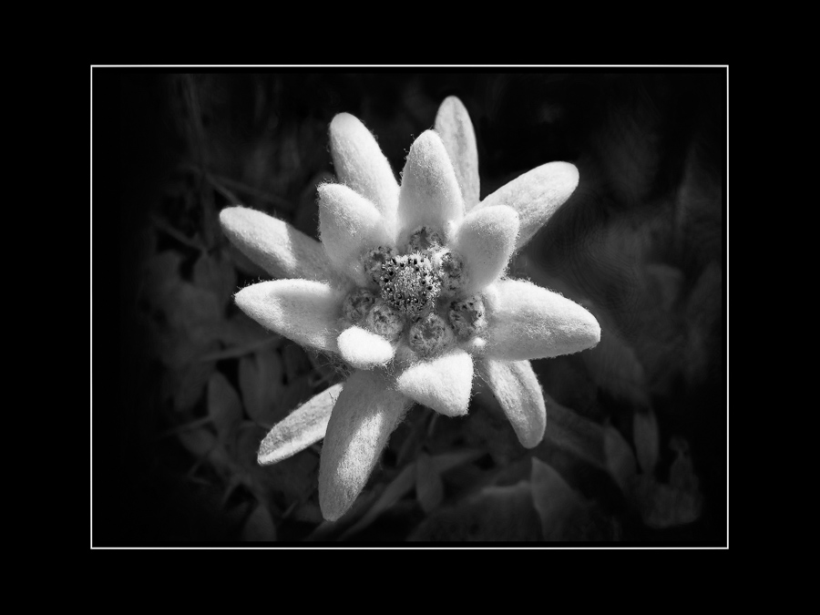 Birgit Bohne - Edelweiss (27)