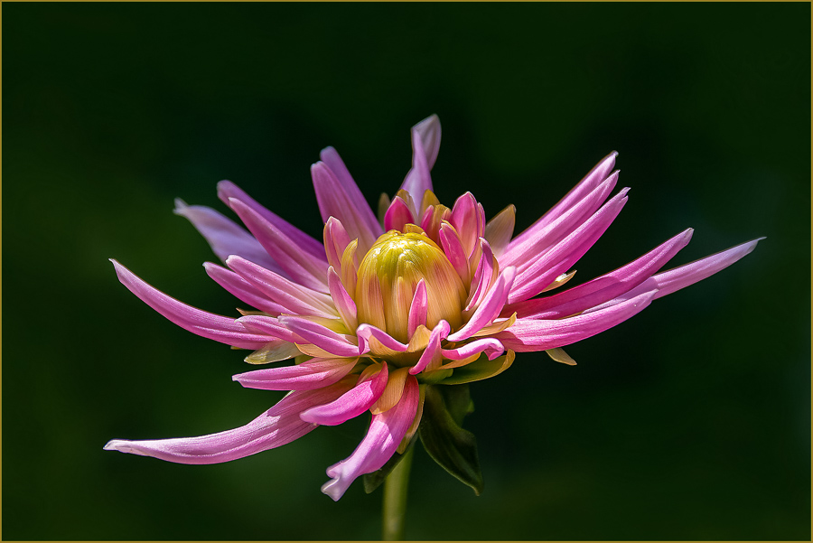 Leopold Heinz - Blume (26)