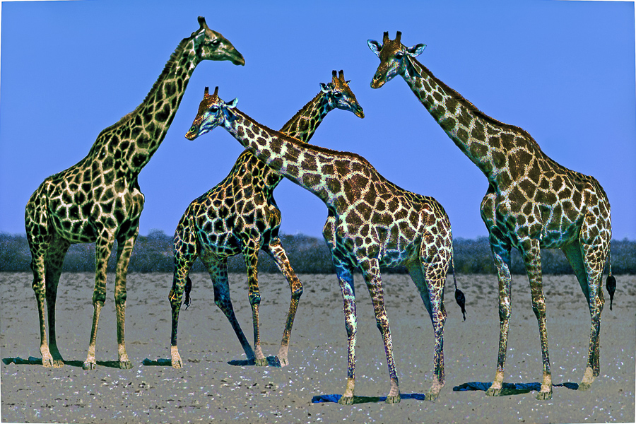 Hans Heilmann - Giraffenpaare (25)