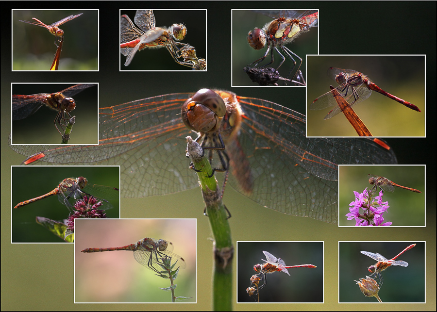 Wolfgang Mayer - Dragonflies (26)