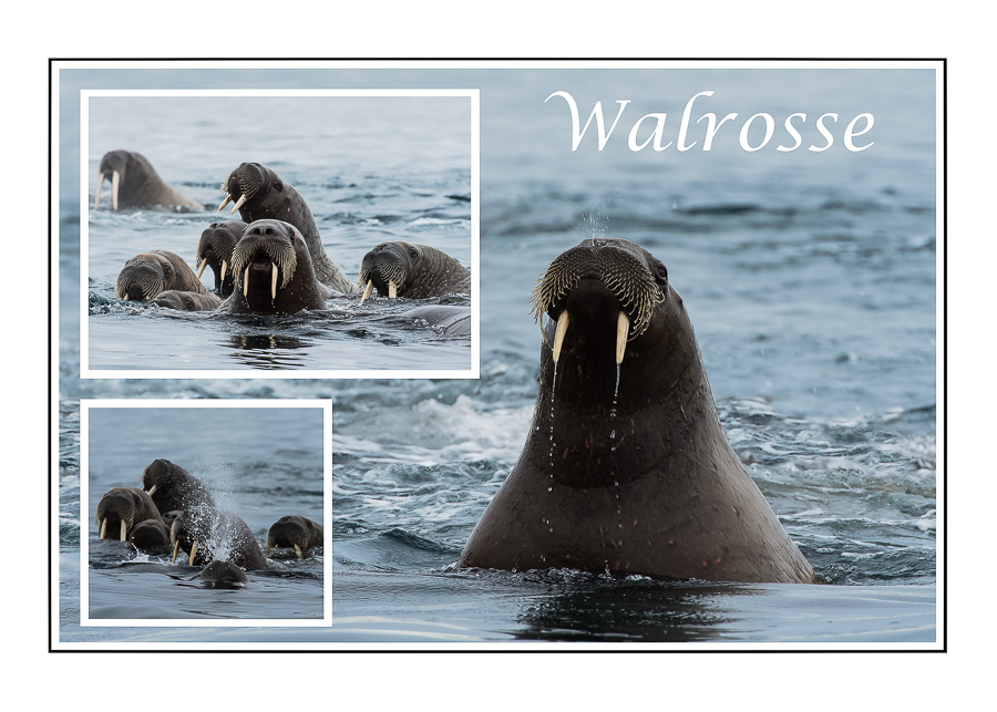 Birgit Bohne - Walrosse (29)